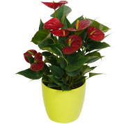 anthurium rouge - cache pot lime